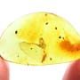 Rare Two Well Preserved Flower Stamen And Leaf In Dominican Amber